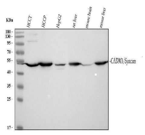 Anti-SynCAM/CADM1 Antibody Picoband® Boster Bio