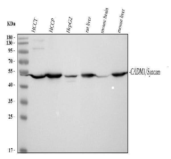 Anti-SynCAM/CADM1 Antibody Picoband® Boster Bio