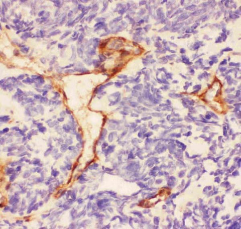 Anti-Laminin/Lamc1/Lamc2/Lamc3 Antibody Picoband® Boster Bio