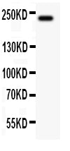 Anti-MUC4 Antibody Picoband® Boster Bio