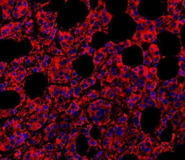Anti-MyD88 Antibody Picoband® Boster Bio