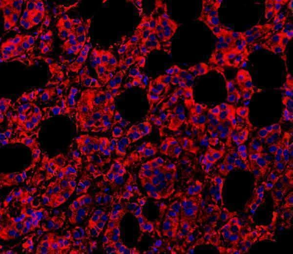 Anti-MyD88 Antibody Picoband® Boster Bio