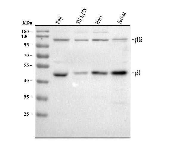 Anti-NFkB/NFKB1 p105/p50 Antibody Picoband® Boster Bio