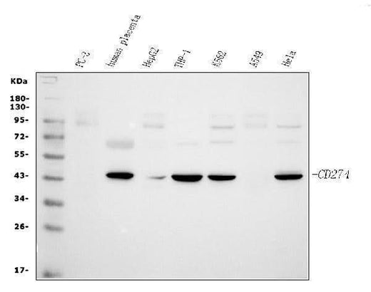 Anti-PD-L1/CD274 Antibody Picoband® Boster Bio