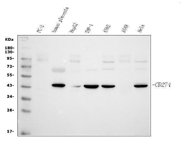 Anti-PD-L1/CD274 Antibody Picoband® Boster Bio