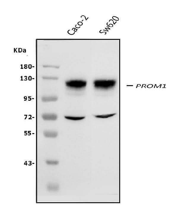 Anti-PROM1 Antibody Picoband® Boster Bio