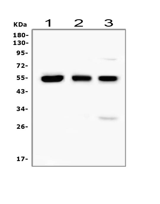 Anti-RUNX1/AML1 Antibody Picoband® Boster Bio