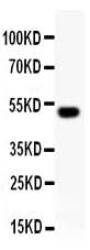 Anti-RUNX2 Antibody Picoband® Boster Bio