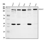 Anti-SIRT1 Antibody Picoband® Boster Bio