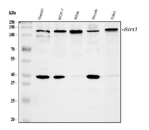 Anti-SIRT1 Antibody Picoband® Boster Bio