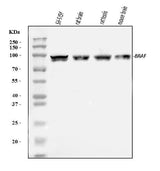 Anti-B Raf/BRAF Antibody Picoband® Boster Bio