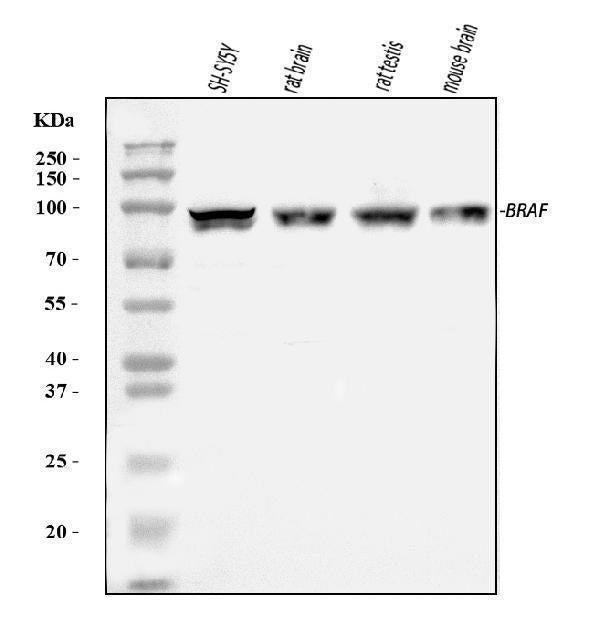 Anti-B Raf/BRAF Antibody Picoband® Boster Bio