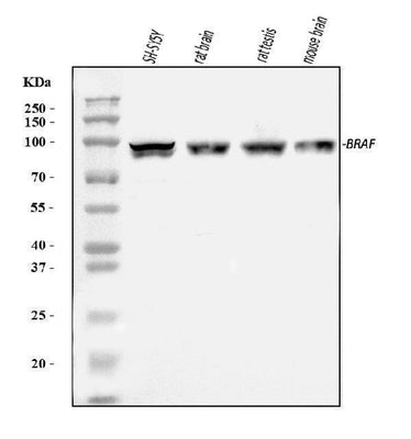 Anti-B Raf/BRAF Antibody Picoband® Boster Bio