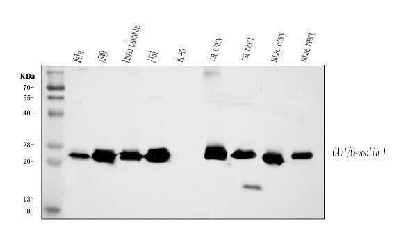 Anti-Caveolin-1/CAV1 Antibody Picoband® Boster Bio