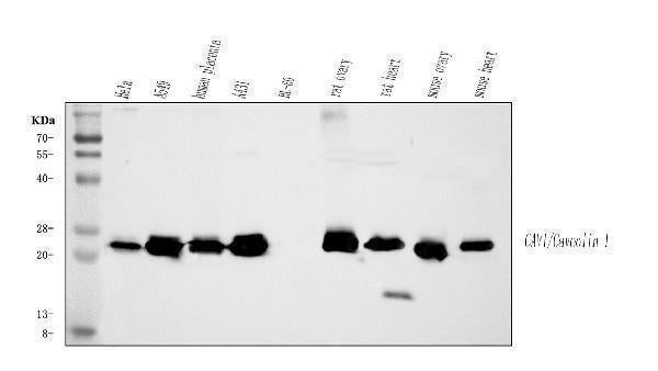 Anti-Caveolin-1/CAV1 Antibody Picoband® Boster Bio