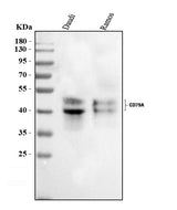 Anti-CD79a Antibody Picoband® Boster Bio