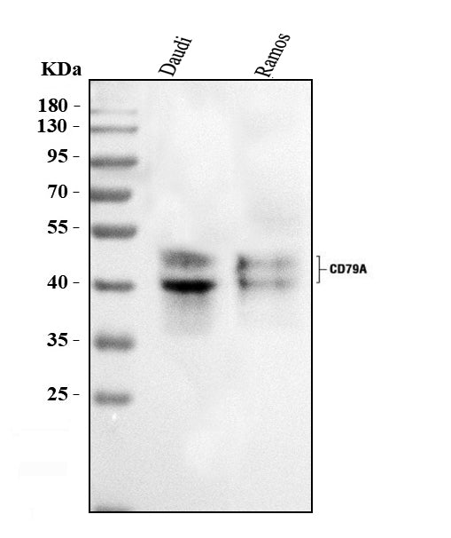 Anti-CD79a Antibody Picoband® Boster Bio