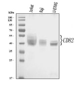 Anti-CD82 Antibody Picoband® Boster Bio