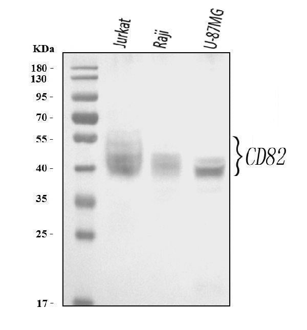 Anti-CD82 Antibody Picoband® Boster Bio