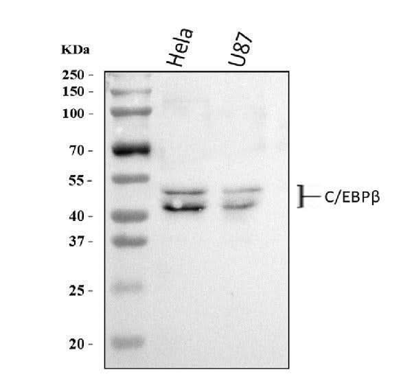 Anti-CEBP Beta/CEBPB Antibody Picoband® Boster Bio
