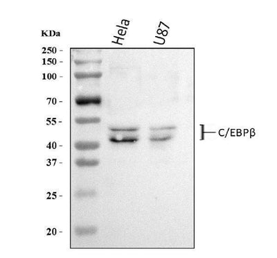 Anti-CEBP Beta/CEBPB Antibody Picoband® Boster Bio