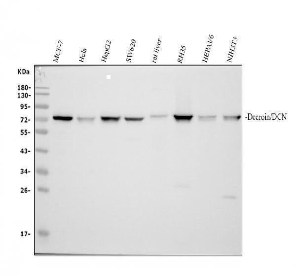 Anti-Decorin/DCN Antibody Picoband® Boster Bio