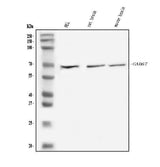 Anti-GAD67/GAD1 Antibody Picoband® Boster Bio