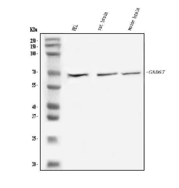 Anti-GAD67/GAD1 Antibody Picoband® Boster Bio