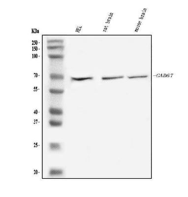 Anti-GAD67/GAD1 Antibody Picoband® Boster Bio