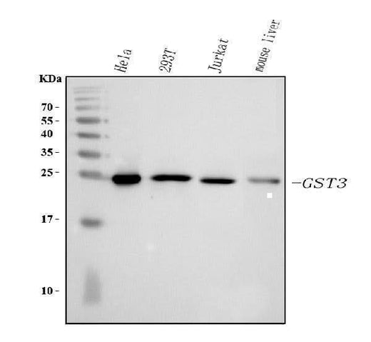 Anti-GST3/GST pi/GSTP1 Antibody Picoband® Boster Bio