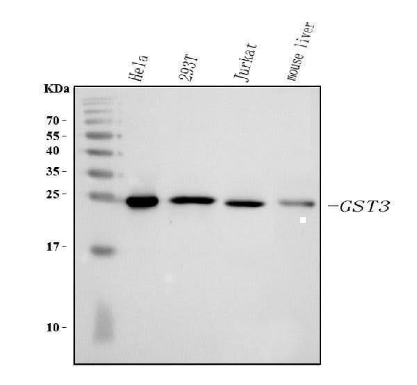 Anti-GST3/GST pi/GSTP1 Antibody Picoband® Boster Bio