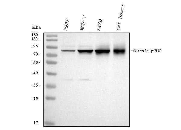 Anti-gamma Catenin/JUP Antibody Picoband® Boster Bio