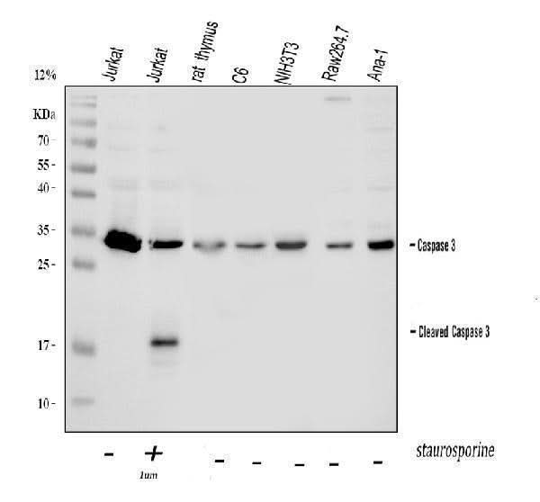 Anti-Caspase-3/CASP3 Antibody Picoband® Boster Bio