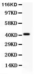 Anti-EDA Antibody Picoband® Boster Bio