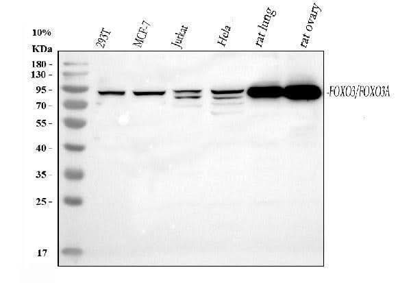 Anti-FOXO3A Antibody Picoband® Boster Bio