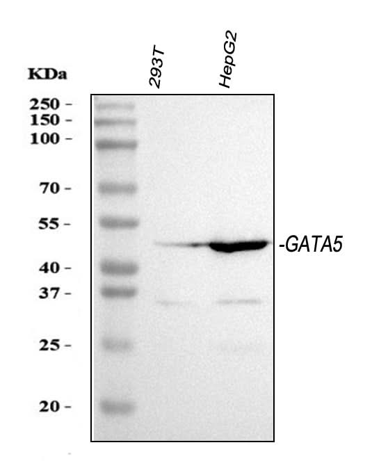 Anti-GATA5 Antibody Picoband® Boster Bio