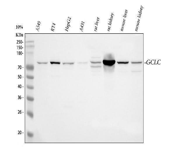 Anti-GCLC Antibody Picoband® Boster Bio