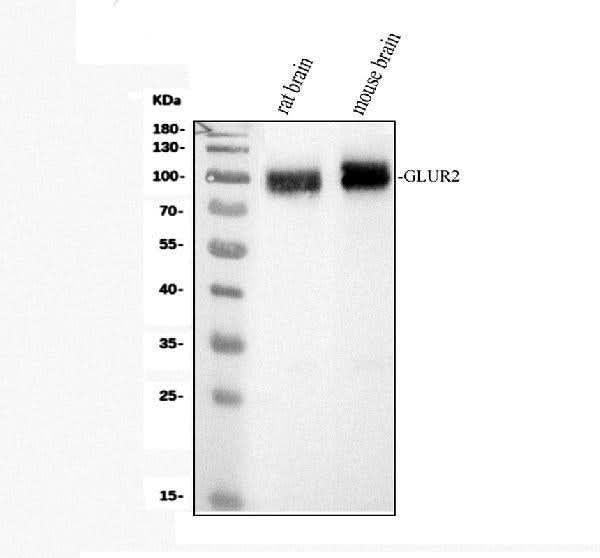 Anti-Ionotropic Glutamate receptor 2/GRIA2 Antibody Picoband® Boster Bio