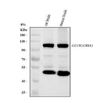 Anti-Glutamate receptor 3/GRIA3 Antibody Picoband® Boster Bio