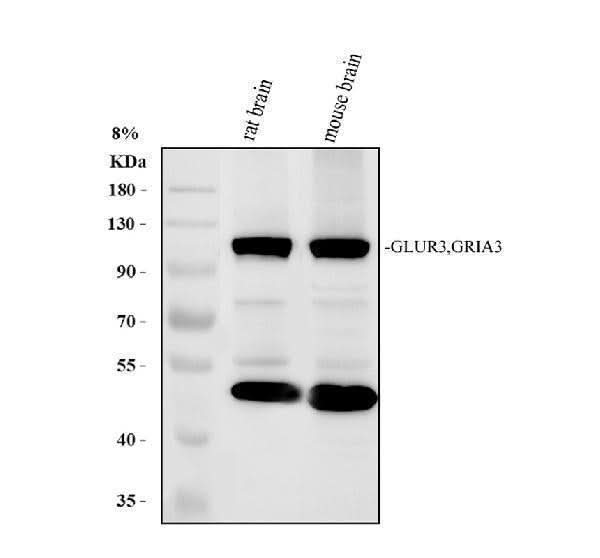Anti-Glutamate receptor 3/GRIA3 Antibody Picoband® Boster Bio