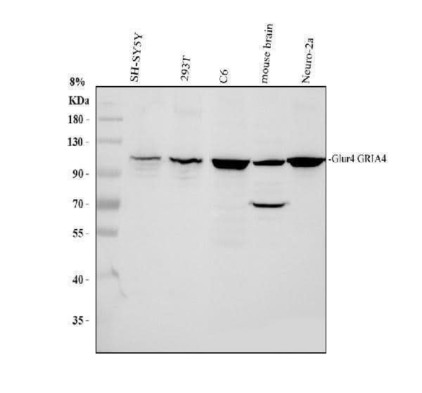Anti-Ionotropic Glutamate receptor 4/GRIA4 Antibody Picoband® Boster Bio
