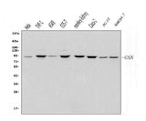 Anti-Gelsolin/GSN Antibody Picoband® Boster Bio