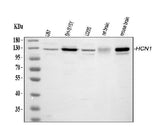 Anti-HCN1 Antibody Picoband® Boster Bio