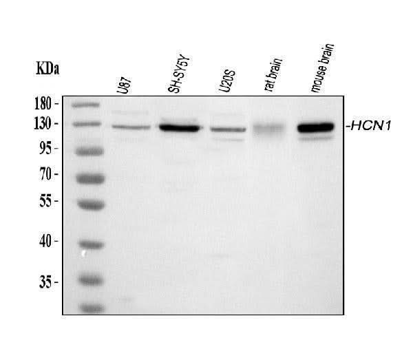 Anti-HCN1 Antibody Picoband® Boster Bio