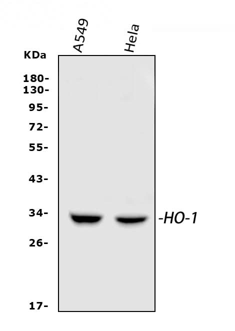 Anti-Heme Oxygenase 1/HMOX1 Antibody Picoband® Boster Bio