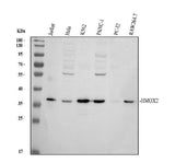 Anti-Heme oxygenase 2/HMOX2 Antibody Picoband® Boster Bio