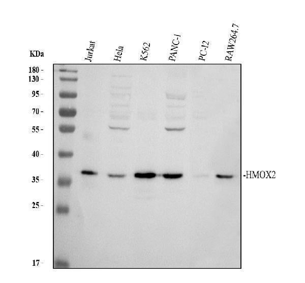 Anti-Heme oxygenase 2/HMOX2 Antibody Picoband® Boster Bio