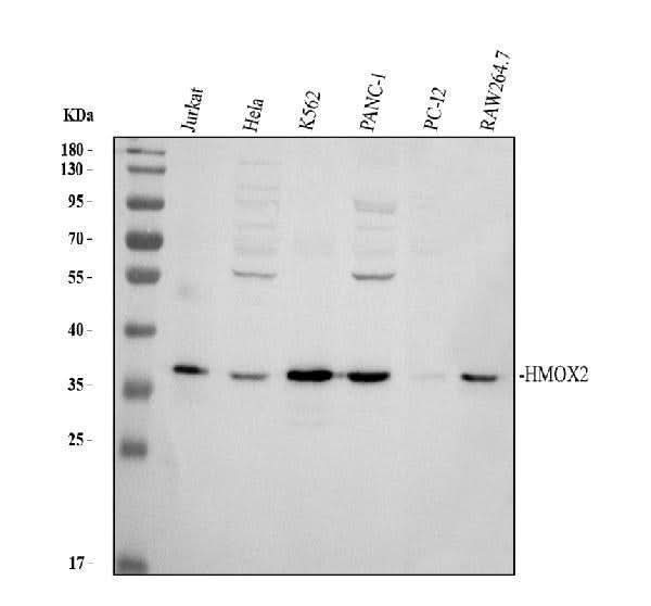 Anti-Heme oxygenase 2/HMOX2 Antibody Picoband® Boster Bio