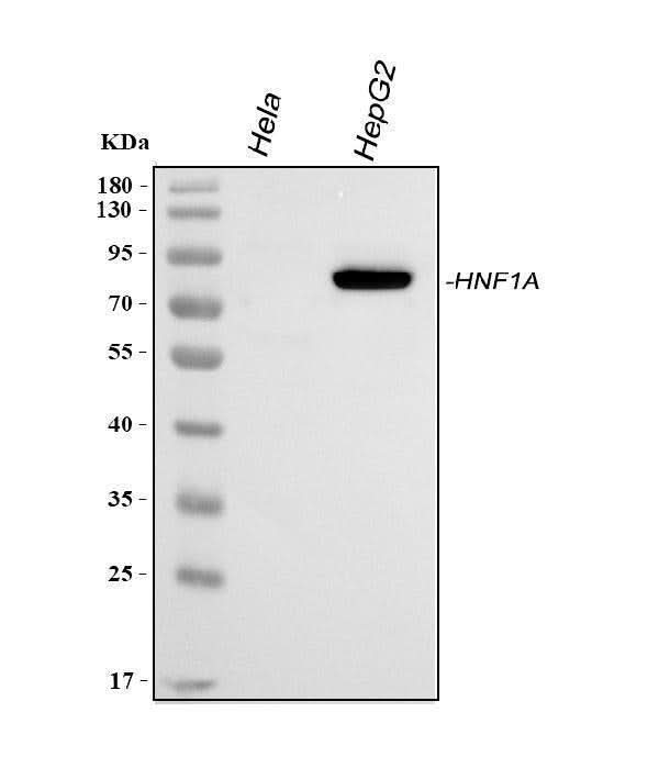 Anti-HNF1/HNF1A Antibody Picoband® Boster Bio