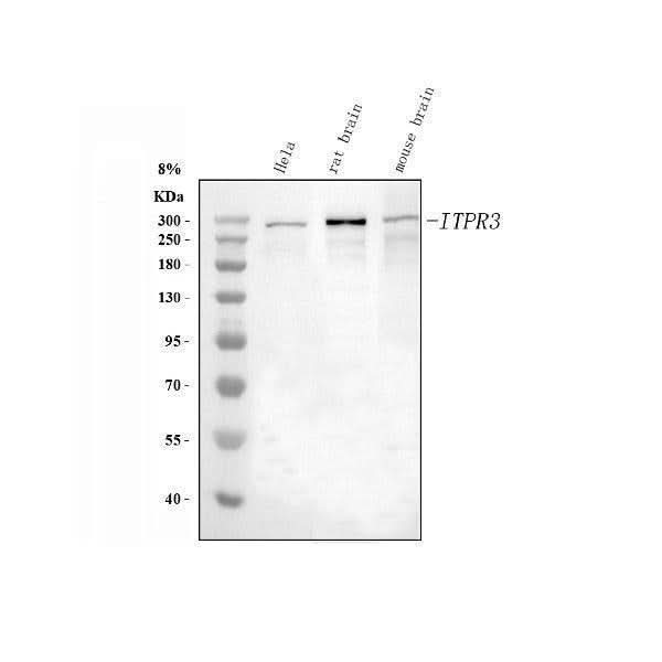 Anti-IP3 receptor/ITPR1 Antibody Picoband® Boster Bio